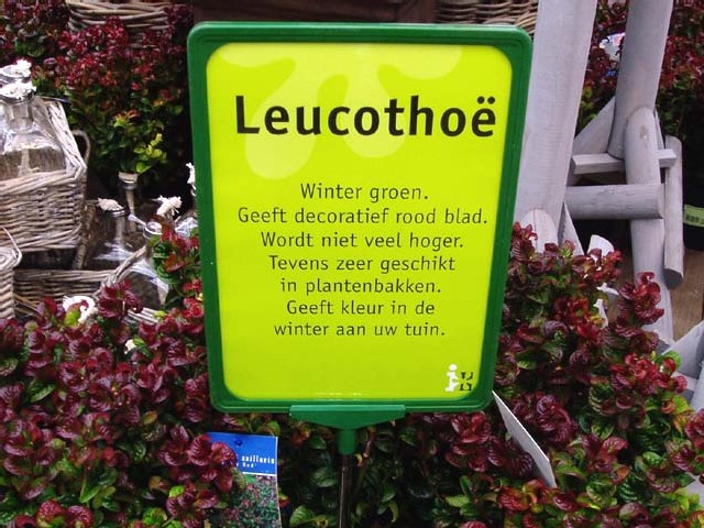 wintergroen