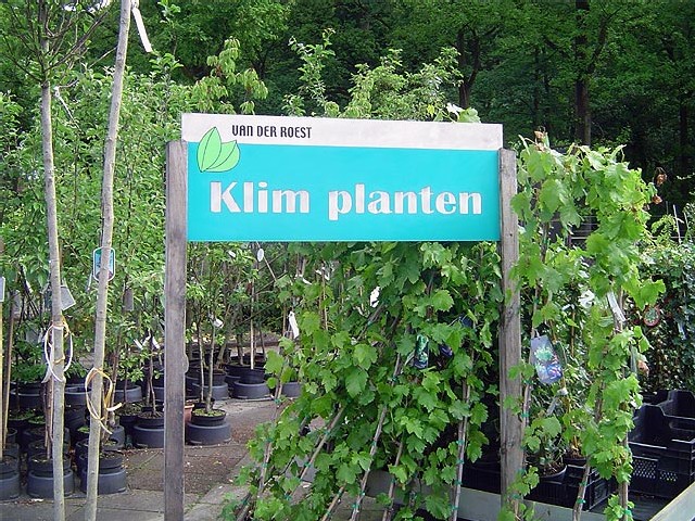 klimplanten