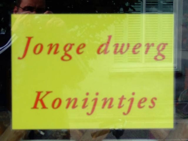 dwergkonijntjes