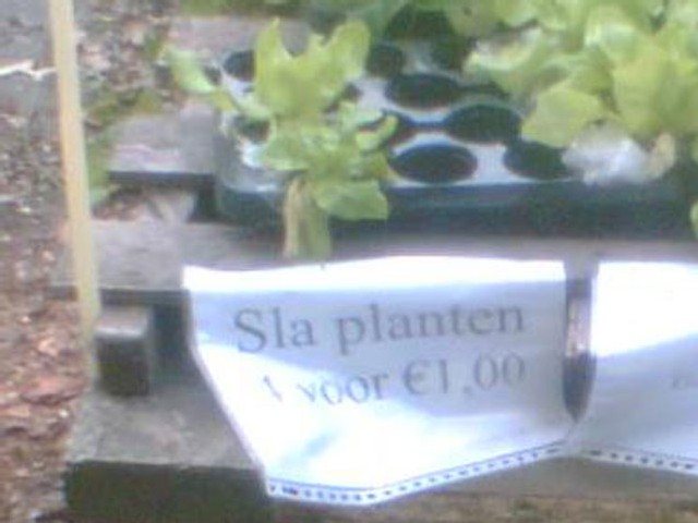 slaplanten