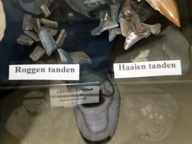 haaientanden