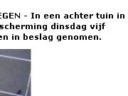 achtertuin
