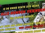 hondenvrienden