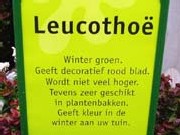 wintergroen
