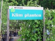 klimplanten