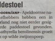 wildezwijnenpoep