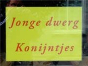 dwergkonijntjes