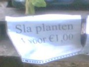 slaplanten