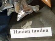haaientanden