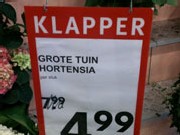 tuinhortensia
