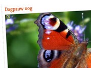 dagpauwoog